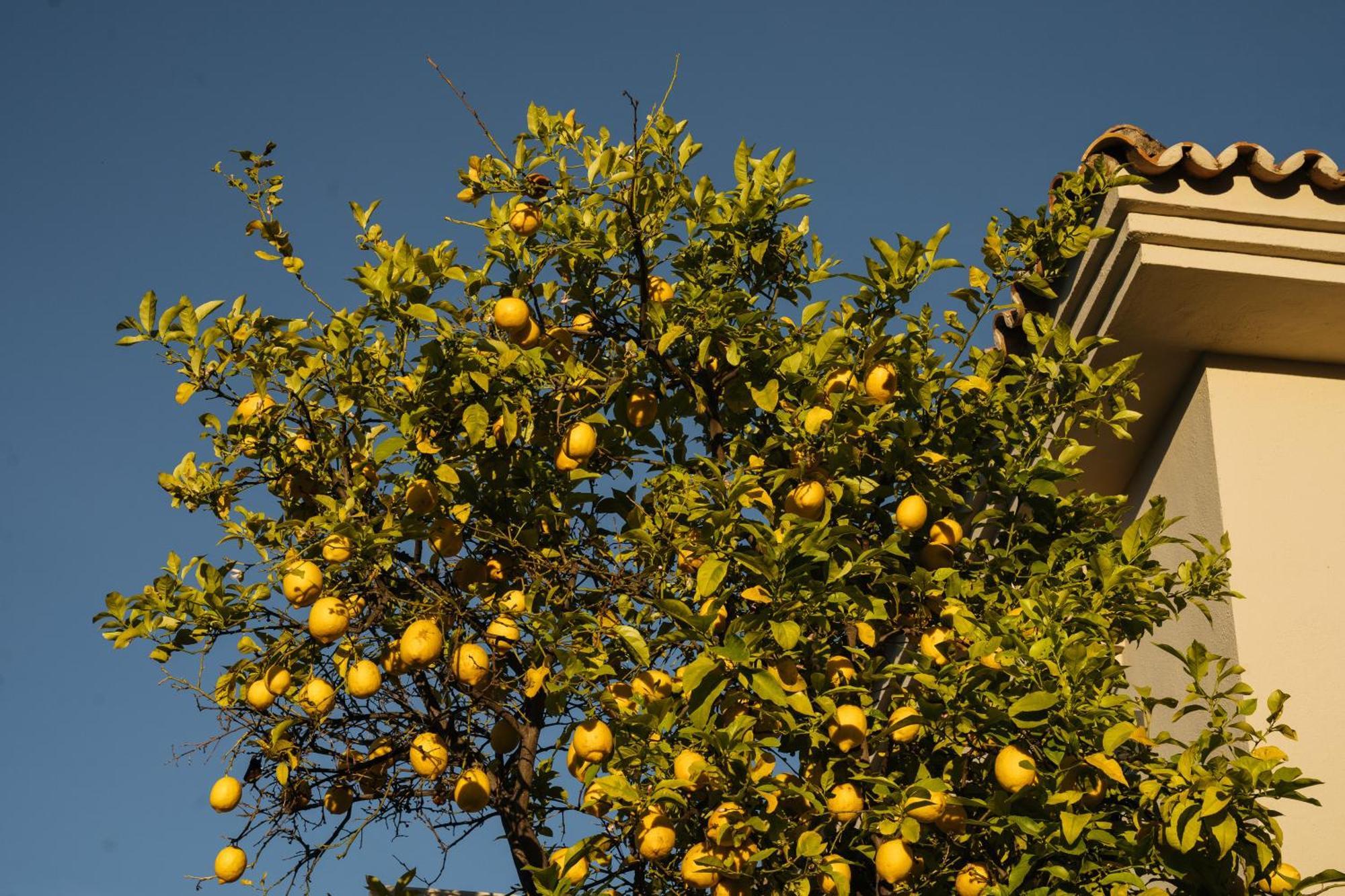 Casa Limon * Marbella